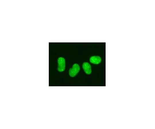 62-8394-33 LentiBrite(TM) GFP-HMGB1 Lentiviral Biosensor 17-10147