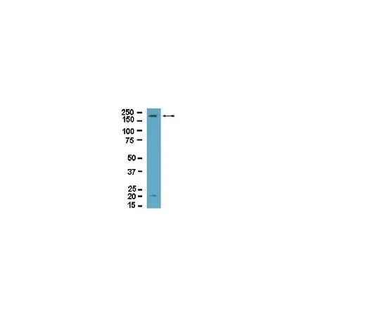 62-8389-74 Anti-Dock2; 100 μg 09-454