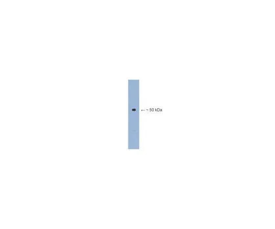 62-8455-76 Anti-Beta III tubulin; 100 μg AB15708