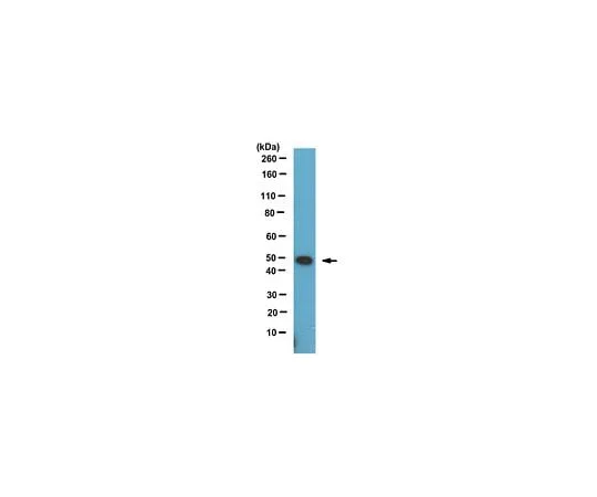 62-8461-29 Anti-PABP-2 ABE371 ABE371