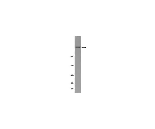 62-8371-43 Anti-IQGAP1, clone AF4; 200 μg 05-504