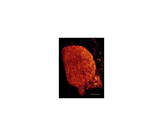 62-8373-27 Anti-α-Tubulin, clone DM1A; 200 μg 05-829
