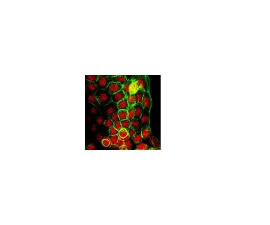 62-8388-04 Anti-JMJD3 (N-terminus); 100 μg 07-1533