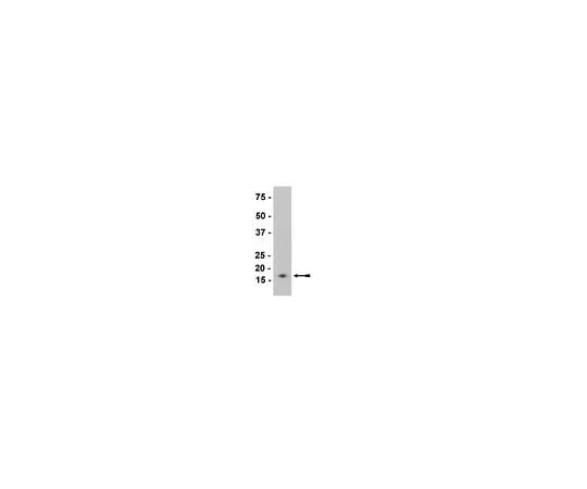 62-8396-16 Anti-β-Synuclein, clone Syn207; 200 μL 36-009