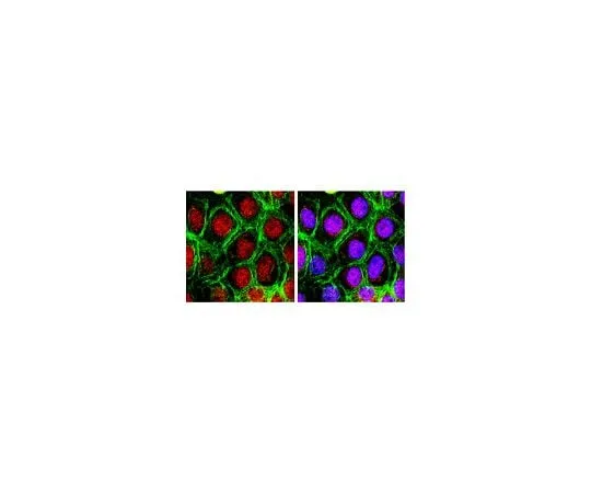 62-8382-35 Anti-cdk1/cdc2 (PSTAIR); 200 μg 06-923