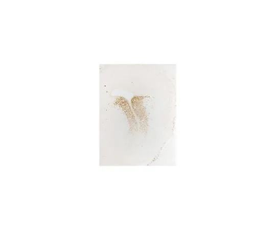 62-8465-91 Anti-Gsh2; 100 μL ABN162