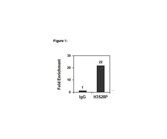 62-8394-85 ChIPAb+(TM) Phospho-Histone H3 (Ser28); 25 assays 17-10269