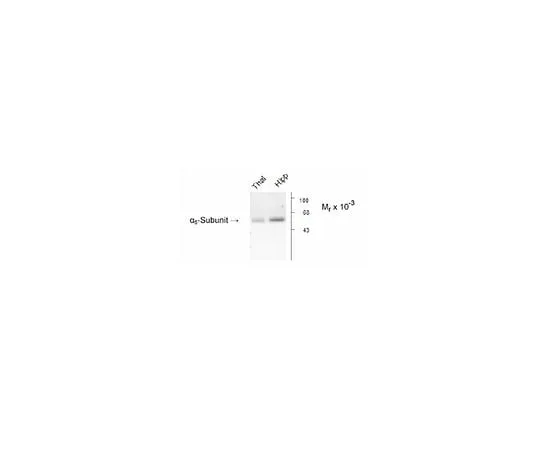 62-8453-39 Anti-GABA A Receptor alpha 5; 100 μL AB9678
