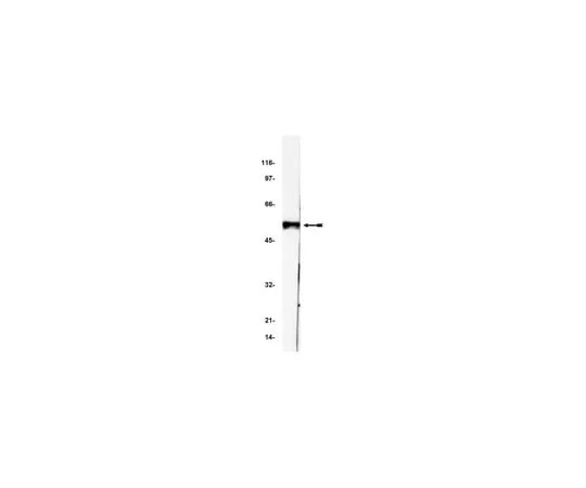 62-8370-64 Anti-p53, clone BP53-12; 200 μL 05-224