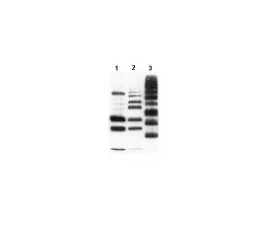 62-8368-17 Anti-Ubiquitinylated proteins, clone FK1; 100 μL 04-262