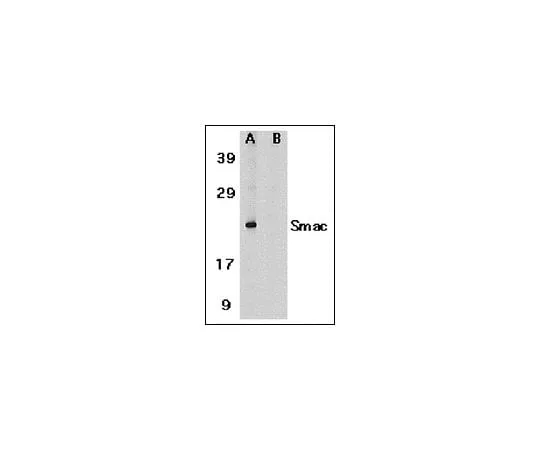 62-8448-25 Anti-Smac/Diablo; 100 μg AB3609
