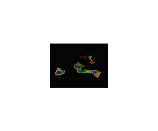 62-8381-37 Anti-IGF-IRα subunit Antibody 06-429-I
