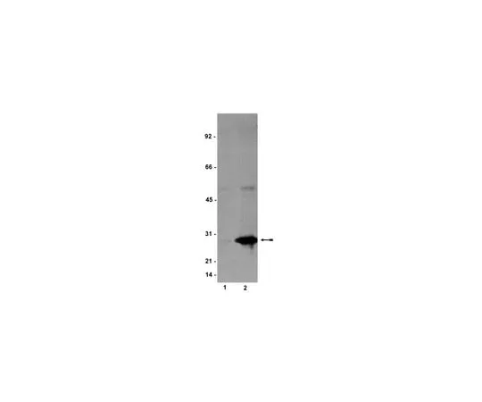 62-8372-20 Anti-phospho-HSP27 (Ser78), clone JBW502; 100 μg 05-645