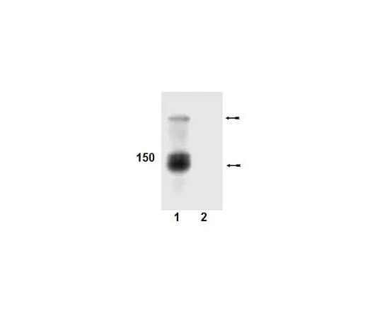 62-8386-60 anti-phospho-Abl (Tyr412); 100 μL 07-788