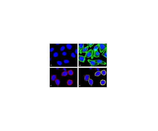62-8374-07 Anti-phospho-p38α(Thr180/Tyr182), clone 8.78.8; 100 μL 05-1059
