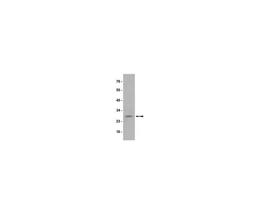 62-8372-45 Anti-HP1α, clone15.19s2; 200 μg 05-689