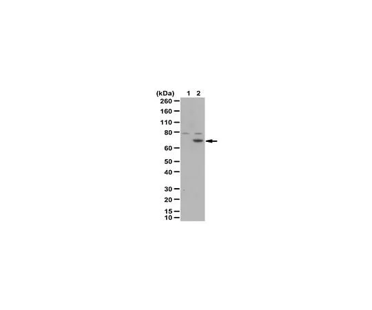 62-8458-64 Anti-Menin/MEN1 Antibody ABC514