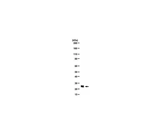 62-8458-57 Anti-IGF2 ABC504