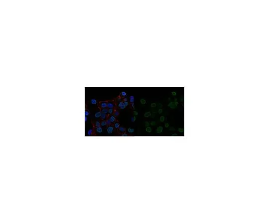 62-8385-17 Anti-trimethyl-Histone H3 (Lys27) Antibody, Alexa Fluor(R) 488 Conjugate 07-449-AF488