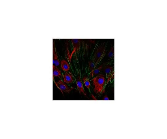 62-8448-90 Anti-SCA-1; 100 μg AB4336