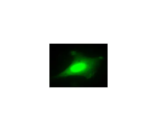 62-8394-86 LentiBrite(TM) GFP Control Lentiviral Biosensor 17-10387