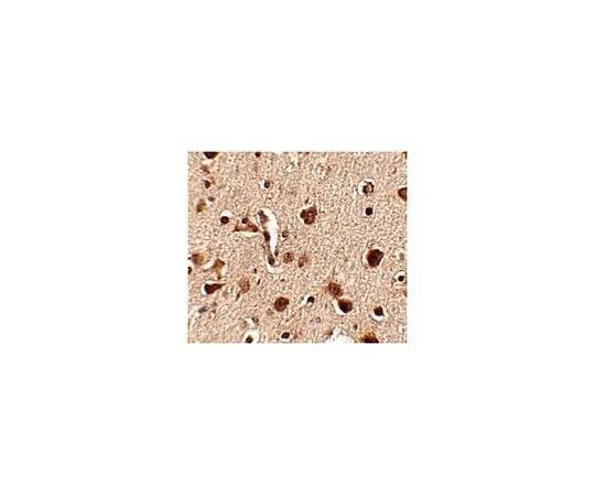 62-8466-67 Anti-Slitrk4 ABN338