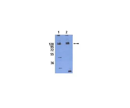 62-8452-53 Anti-phospho-Integrin β1 (Thr788/789); 100 μg AB8123