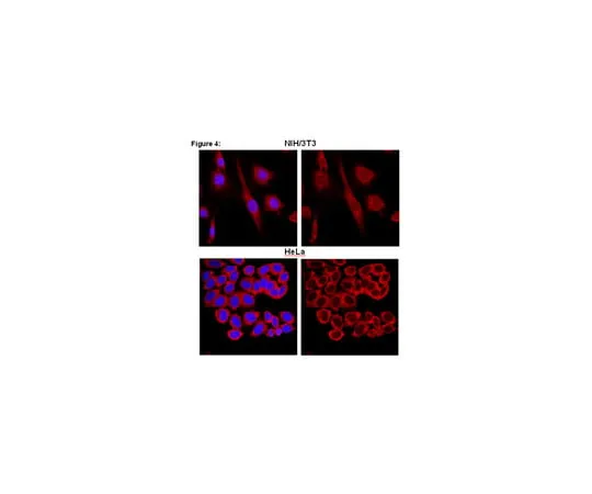 62-8367-49 RIPAb+(TM) FXR1; 10 assays 03-176