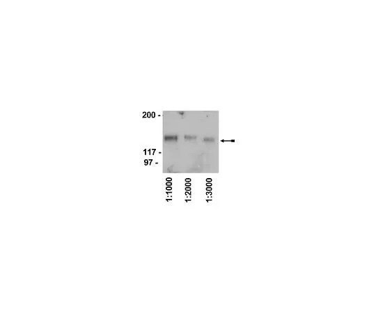 62-8390-44 Rabbit anti-Chicken IgY, HRP conjugate; 500 μg 12-341