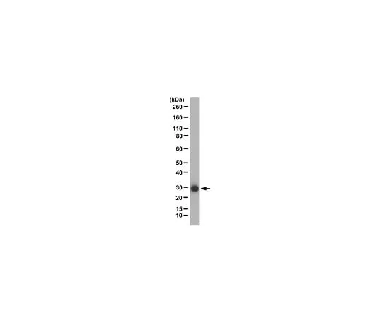 62-8453-51 Anti-14-3-3 Antibody (pan) AB9748-I