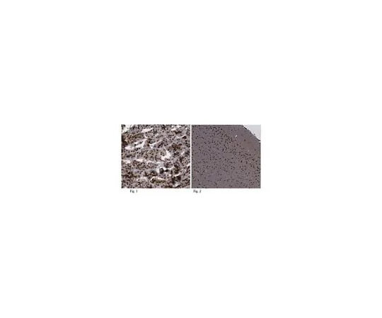 62-8465-97 Anti-MNX1 (HB9) ABN174