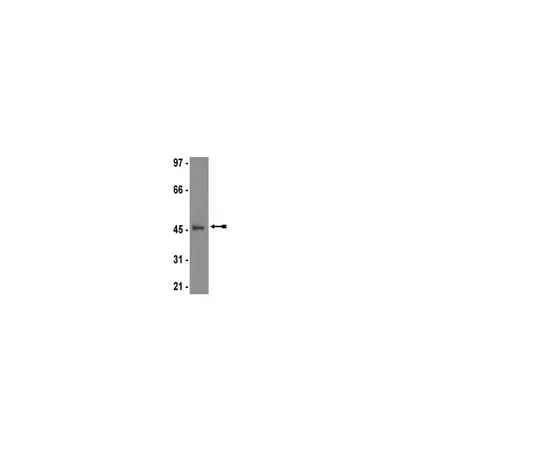 62-8368-88 Anti-JNK3/SAPK1b, clone C05T;100 μL 04-893