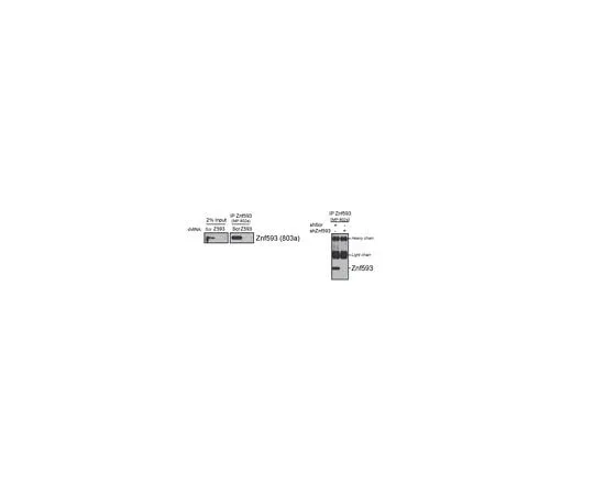62-8463-41 Anti-Zinc finger protein 593 ABE1358