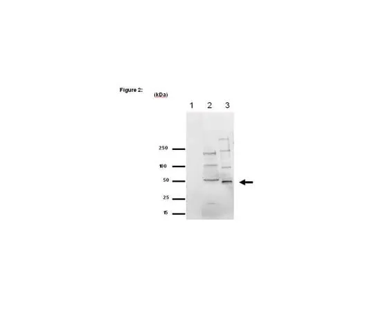 62-8367-57 RIPAb+(TM) EED; 10 assays 03-196