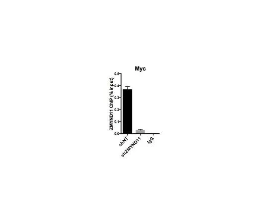 62-8464-05 Anti-ZMYND11 Antibody ABE1889