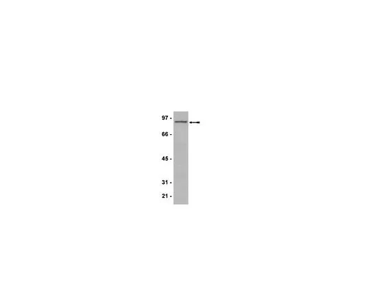 62-8386-04 Anti-PRMT7; 200 μL 07-639