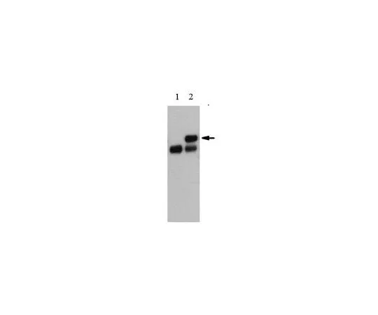 62-8465-14 Anti-TOE1 (Ab-86) ABF1069