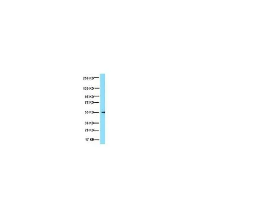 62-8447-38 Anti-Tubulin, Detyrosinated; 50 μg AB3201