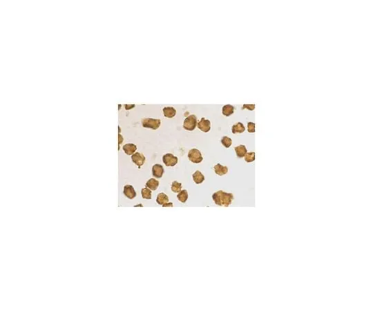 62-8464-89 Anti-SARM ABF219