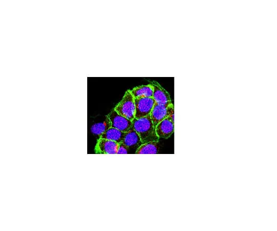 62-8374-01 Anti-Sin1, clone 1C7.2; 100 μg 05-1044