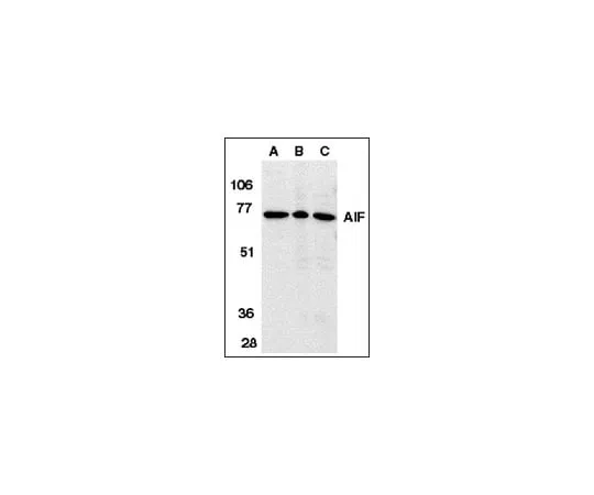 62-8455-94 Anti-AIF, internal domain; 100 μg AB16501