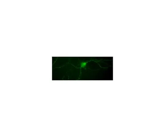 62-8468-32 Anti-phospho-TrkA (Tyr794) Antibody ABN1383