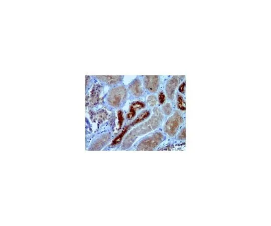 62-8460-36 Anti-SIRT7; 100 μg ABE103
