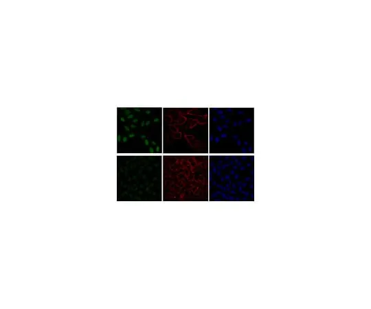 62-8372-68 Anti-phospho-ATM (Ser1981) Antibody, clone 10H11.E12, Alexa Fluor(R) 488 05-740-AF488