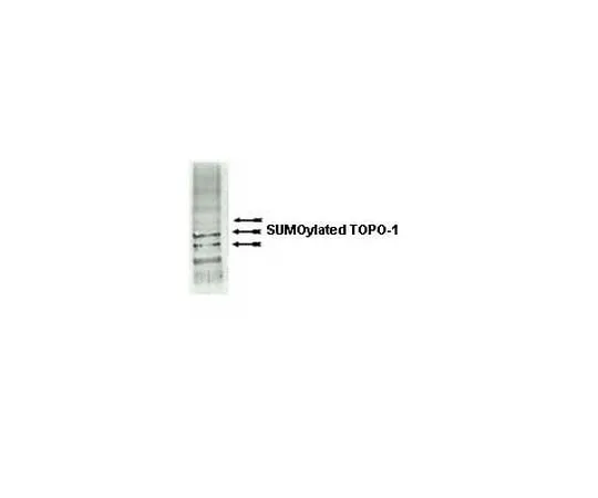 62-8389-68 Anti-SUMO-1; 100 μL 09-409