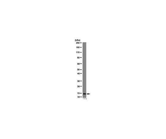 62-8388-72 Anti-SUMO 2/3;100 μg 7-67