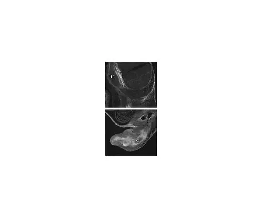 62-8444-73 Anti-Versican, a.a. 535-598 of mo*** versican; 50 μg AB1032