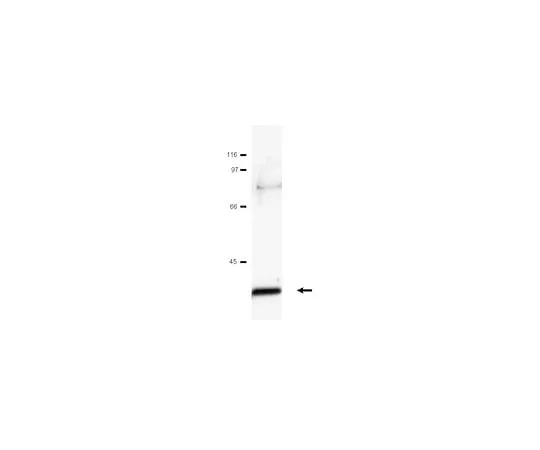 62-8381-16 Anti-c-Jun; 200 μL 06-225
