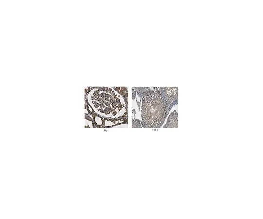 62-8463-44 Anti-DMRT2 Antibody ABE1364