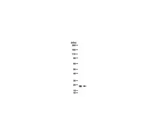 62-8464-37 Anti-GADD45 alpha Antibody ABE2696